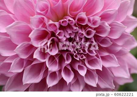 ダリア ダリア 60622221