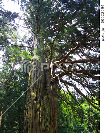 熊野神社の老杉 熊野神社の老杉 60622294