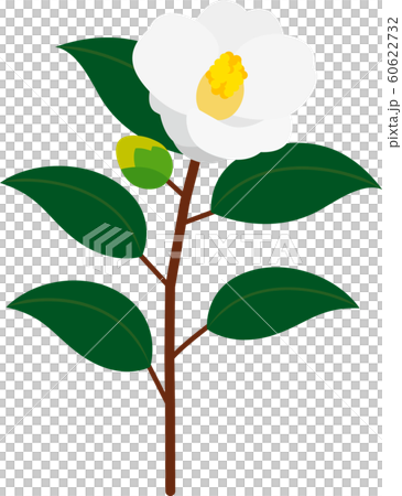 椿椿早春 椿椿早春 60622732