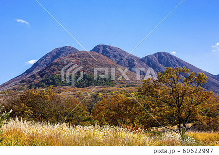 長者原 紅葉とススキ 長者原 紅葉とススキ 60622997
