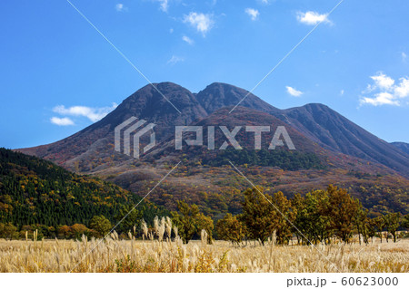 長者原 紅葉とススキ 長者原 紅葉とススキ 60623000