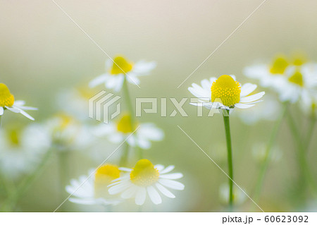 かわいいカモミールの写真素材
