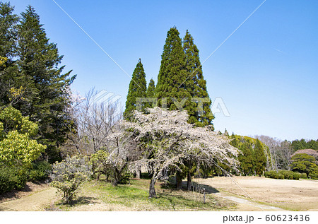 愛知県森林公園 60623436