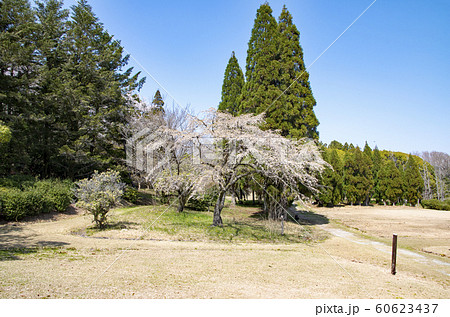 愛知県森林公園 60623437
