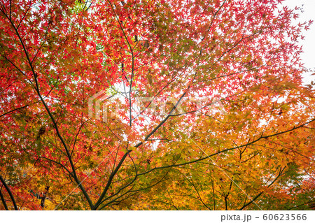 《東京都》 日本庭園 六義園 紅葉 《東京都》 日本庭園 六義園 紅葉 60623566