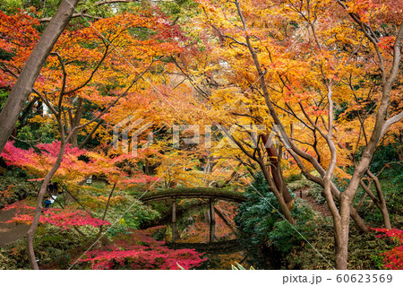 《東京都》 日本庭園 六義園 紅葉 《東京都》 日本庭園 六義園 紅葉 60623569
