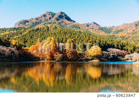 紅葉 宇都宮市森林公園 紅葉 宇都宮市森林公園 60623847