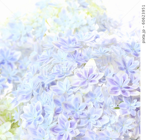 背景素材 アジサイ 万華鏡 白背景の写真素材