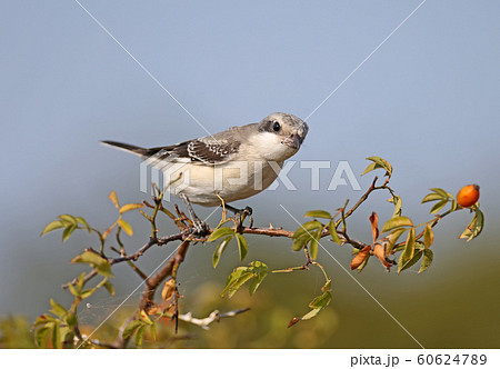 Who are you? Who are you? 60624789