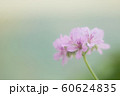 可愛いペラルゴニウム 60624835
