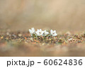 節分草（セツブンソウ） 60624836