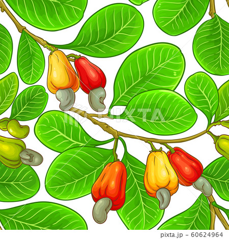 cashew vector pattern cashew vector pattern 60624964