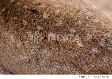 Wild Deer Brown fur skin hair animal texture Wild Deer Brown fur skin hair animal texture 60624970
