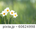 早春に咲くスイセン 60624998