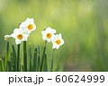 早春に咲くスイセン 60624999