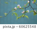 カリンの花 60625548