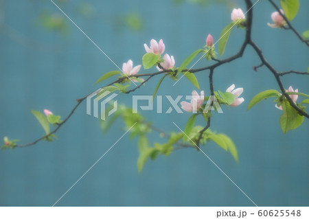 カリンの花 60625548