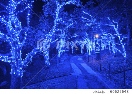 京都イルミネーション　シナスタジアヒルズ（京都府南丹市） 60625648