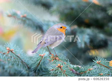 Robin on the pine Robin on the pine 60626350