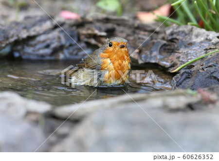 A morning bath A morning bath 60626352