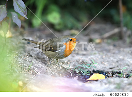 European Robin extra close up portrait 60626356
