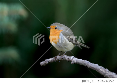 Unusual portrait Unusual portrait 60626357