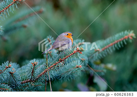 Relax on the tree Relax on the tree 60626363