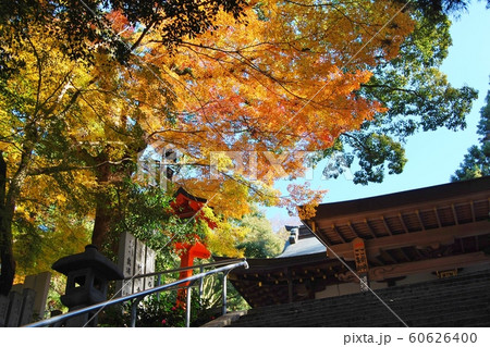 枚岡神社の拝殿の屋根と紅葉 60626400