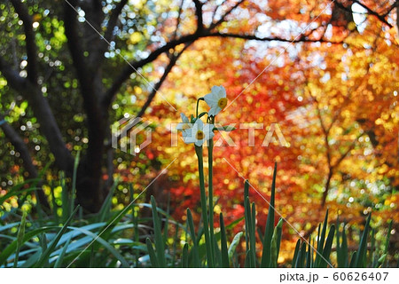 紅葉と水仙の花 紅葉と水仙の花 60626407