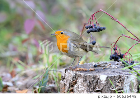 European Robin extra close up portrait European Robin extra close up portrait 60626448