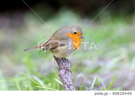 European Robin extra close up portrait European Robin extra close up portrait 60626449