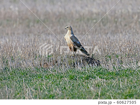 The long-legged buzzard (Buteo rufinus) The long-legged buzzard (Buteo rufinus) 60627505