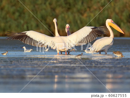 White pelicans on the rest White pelicans on the rest 60627555