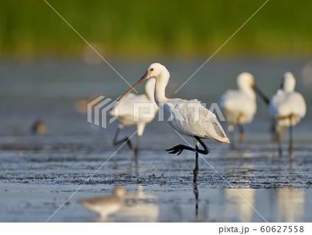 Eurasian spoonbills on the rest Eurasian spoonbills on the rest 60627558