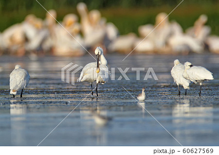 Birds On the rest Birds On the rest 60627569