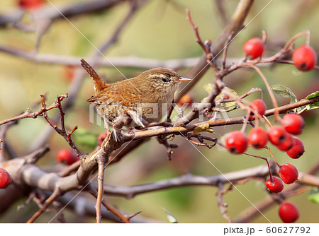 Eurasian wren close up photo 60627792