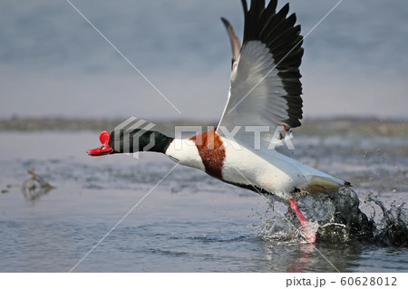 Fast take off 60628012