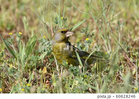 Unusual greenfinch 60628246