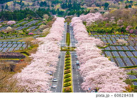 Fuji Reien Cemetery, Shizuoka, Japan in spring. Fuji Reien Cemetery, Shizuoka, Japan in spring. 60628438