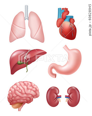 Human organs. Anatomical medical illustrations stomach heart kidney brain vector illustrations 60628945