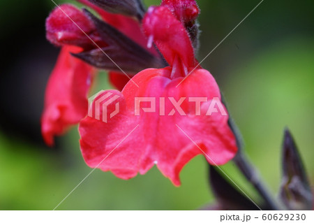 チェリーセージの花 60629230