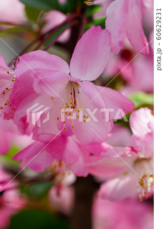 花海棠の花 60629231