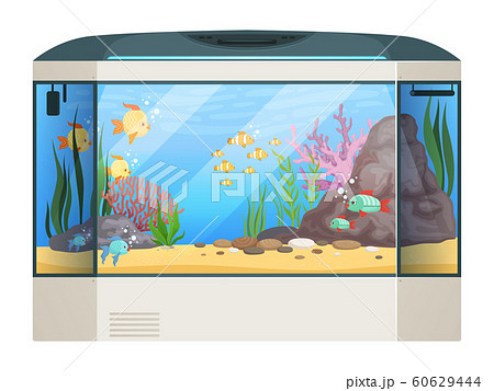 Big Aquarium Fishes And Water Plants In Glass のイラスト素材