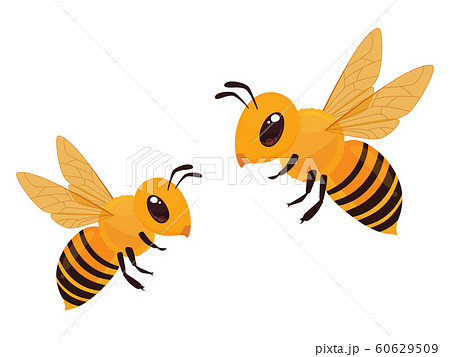 ミツバチのイラスト 2匹のイラスト素材