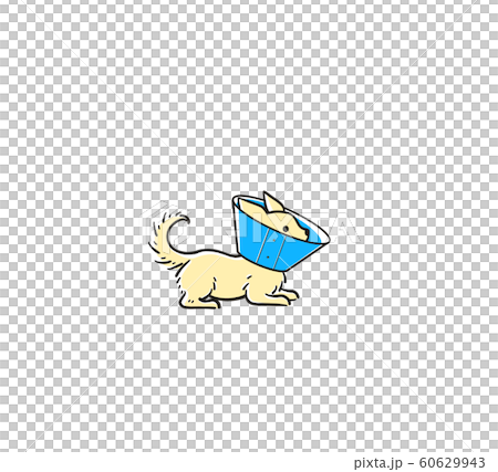 Chihuahua Elizabeth Color 60629943