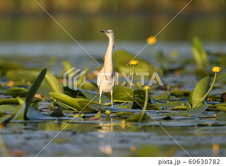 Squacco heron and flower Squacco heron and flower 60630782