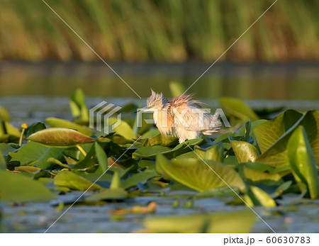 Squacco heron and flower Squacco heron and flower 60630783