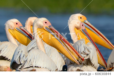 Flock of white pelicans Flock of white pelicans 60630844