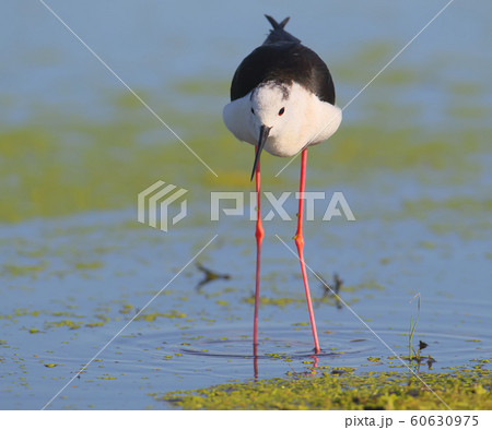 Close up portrait of black winged stilt 60630975