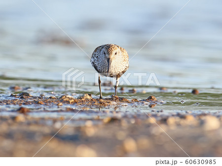 Front portrait of dunlin Front portrait of dunlin 60630985